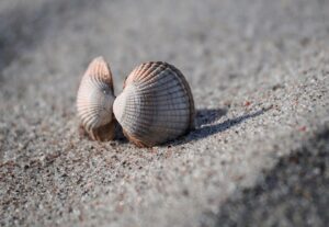 Two ridged seashells touching on fine sand, with soft shadows highlighting their natural texture.